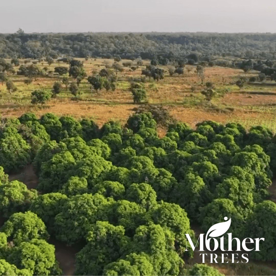 Trees: Senegal Agroforestry