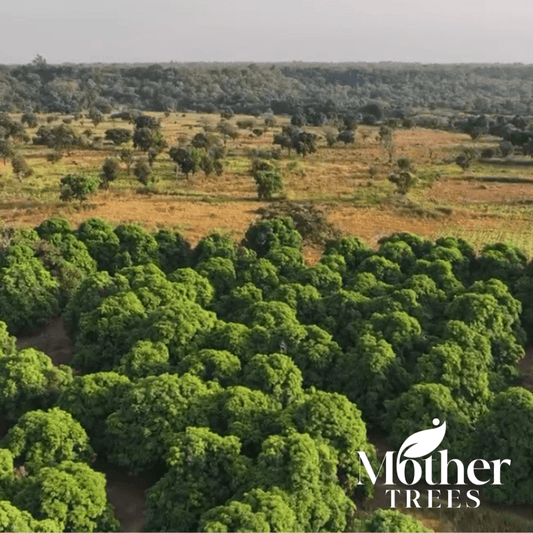 Trees: Senegal Agroforestry